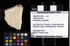 Foto (Objket + Etiketten) von „Tithanotromota“ 